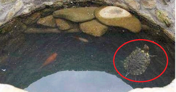 Vì sao người xưa thường thả rùa xuống giếng sau khi đào?