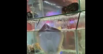 Video: Cá đuối tinh nghịch phun nước gây sốt trên mạng  