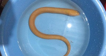 Bất ngờ bắt được lươn vàng quý hiếm ở Quảng Bình