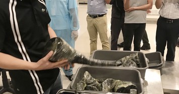 Hải quan bắt 29 kg nghi sừng tê giác từ Hàn Quốc về Cần Thơ