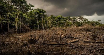 Lâm Đồng: Dự án của Công ty Thác Rồng làm mất rừng