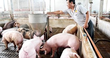 Công ty nuôi heo ở Hà Tĩnh muốn chia cổ tức tiền mặt hơn 67%