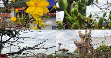 Ngắm cây mai gần nửa tỉ “chờ” khách trên đại lộ đẹp nhất Sài Gòn