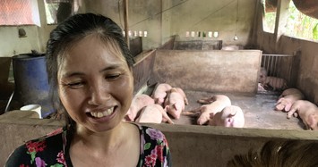 Đàn heo nhiễm dịch tả lợn châu Phi hết bệnh sau khi… ăn hèm rượu