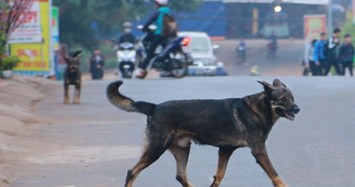Chó thả rông, không rọ mõm vẫn 'tung hoành' ở Hà Nội