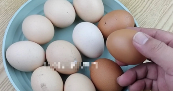 Mẹo nên mua trứng vỏ trắng hay nâu tốt hơn? 