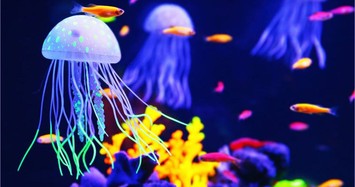 10 sự thật thú vị về loài sứa ít người biết