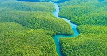Khám phá 9 bí ẩn của về rừng già Amazon