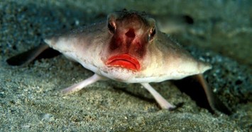 Thú vị loài cá có đôi môi gợi cảm như thiếu nữ tô son