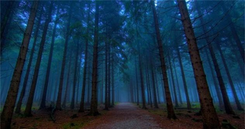Khám phá những khu rừng huyền bí nhất thế giới