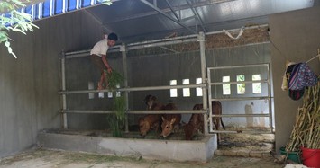 Chi tiết những chuồng bò giá 236 triệu đồng gây sốc ở Nghệ An