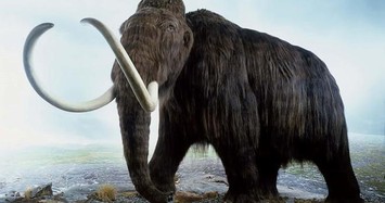 Trước khi bị tuyệt chủng, voi ma mút khổng lồ sống ở đâu?