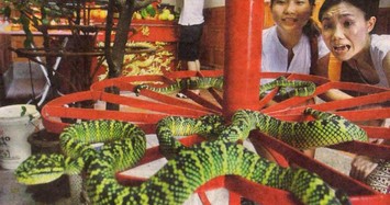 Hoảng hồn với ngôi đền huyền bí có hàng nghìn con rắn độc sinh sống