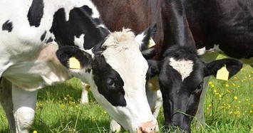 Uống sữa bò có nguy hiểm không khi não bò ngày càng teo nhỏ?
