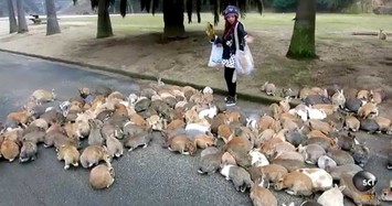 Hòn đảo nào có số thỏ đông hơn người, cấm chó mèo?