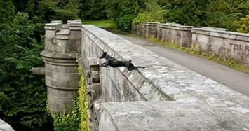 Vì sao nhiều con chó tìm đến cái chết ở cây cầu tại Scotland?