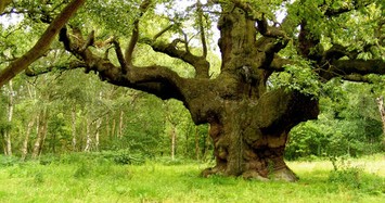 Bí mật cây sồi 1.000 tuổi nổi tiếng nhất nước Anh
