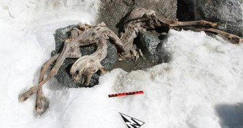 Lộ xác ướp sơn dương 400 tuổi trên dãy Alps 