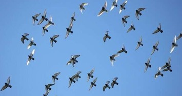 'Tam giác quỷ Bermuda' ở Anh khiến hàng loạt chim bồ câu 'bốc hơi' 