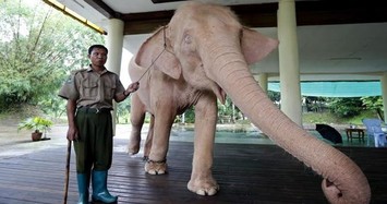 Vì sao voi trắng được người dân Myanmar chọn làm linh vật tượng trưng cho thịnh vượng, may mắn?