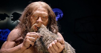 Người Neanderthals tuyệt chủng 40.000 năm trước vì... săn bắt thỏ?