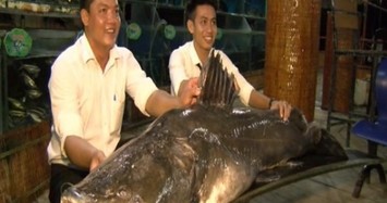 Những con 'thủy quái' hàng chục kg từng xuất hiện ở Việt Nam