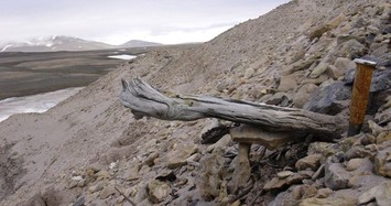Hé lộ bí ẩn Greenland sau khi tìm thấy ADN cổ nhất thế giới