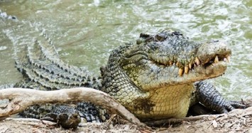 Sức mạnh khủng khiếp của loài cá sấu nước mặn 