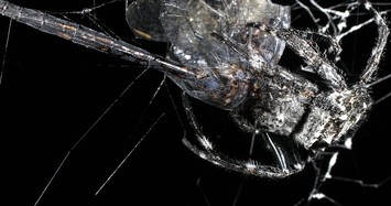 Tơ của nhện Vỏ Cây Darwin dai gấp 10 lần áo chống đạn
