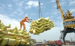 Đại gia lúa gạo miền Nam - Vinafood2 báo lỗ 170 tỷ đồng năm 2019