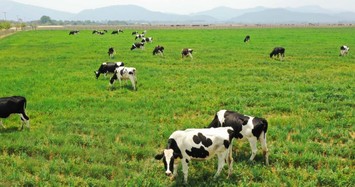 Vinamilk ‘rót’ thêm 41 triệu USD vào dự án bò sữa organic tại Lào