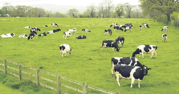 Vilico lên phương án sáp nhập GTNFoods, tham vọng đầu tư 1.700 tỷ làm trang trại bò