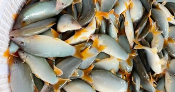 Cá heo nước ngọt miền Tây có gì đặc biệt mà cực đắt hàng?
