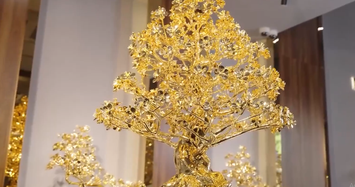 Tận mục cây mai mạ vàng khủng giá tới 5,5 tỷ đồng