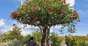 Hoa dâm bụt trở thành siêu phẩm bonsai đắt hàng