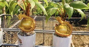 Loạt kiểu dừa bonsai độc lạ chào khách dịp Tết