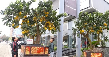 Hàng chục triệu cho chậu bưởi bonsai vàng rực đón Tết Giáp Thìn 2024