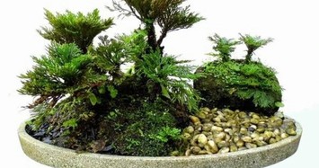 Cây cỏ dại được biến thành bonsai tuyệt đẹp 