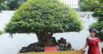 Cận cảnh những cây bằng lăng bonsai siêu đẹp mắt 
