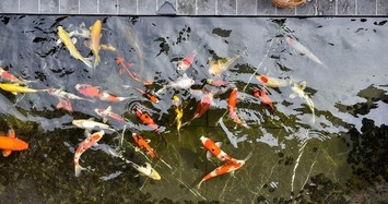 Đại gia Việt đầu tư hàng chục tỷ để tậu những con cá Koi 'siêu phẩm'