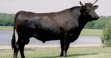Lý do Wagyu là một trong những loại thịt bò quý hiếm nhất thế giới 