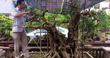 Đại gia chơi cây cảnh có tiếng ở Hà Nội từng bán nhà để mua cây đẹp 