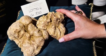 Nấm truffle được ví như "kim cương" trong ẩm thực 