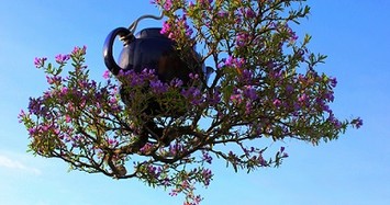 Dàn bonsai mọc ngược độc nhất tại Việt Nam