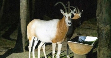 Khám phá 'chạm đến hoang dã' tại Vinpearl Safari Phú Quốc