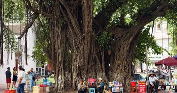 Nguồn gốc quan niệm 'cây đa có thần' của người Việt xưa 