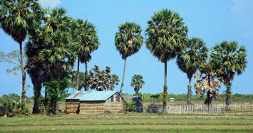 Cách tận dụng cây thốt nốt trong đời sống người dân miền Tây Nam Bộ