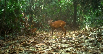 Cận cảnh các động vật quý hiếm ở Vườn Quốc gia Vũ Quang 