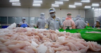 CTCP Hùng Vương: Cá tra tồn ở Mỹ và Trung Quốc mất ít nhất 6 tháng mới tiêu thụ hết