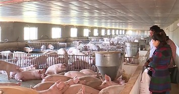 Lần đầu tiên cho nhập khẩu lợn sống để hạ giá lợn hơi trong nước